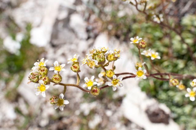 Saxifraga paniculata